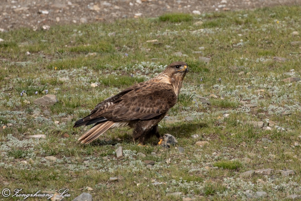 Upland Buzzard - ML614563629