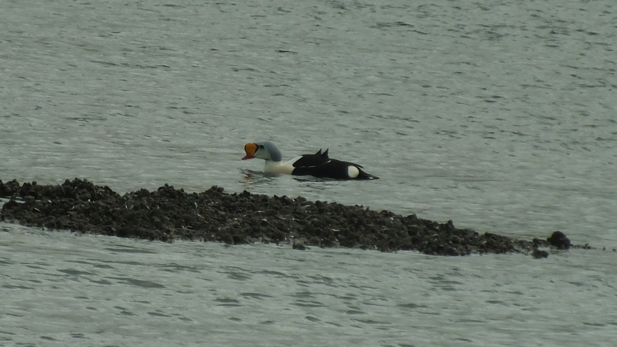 King Eider - Bob Hunter