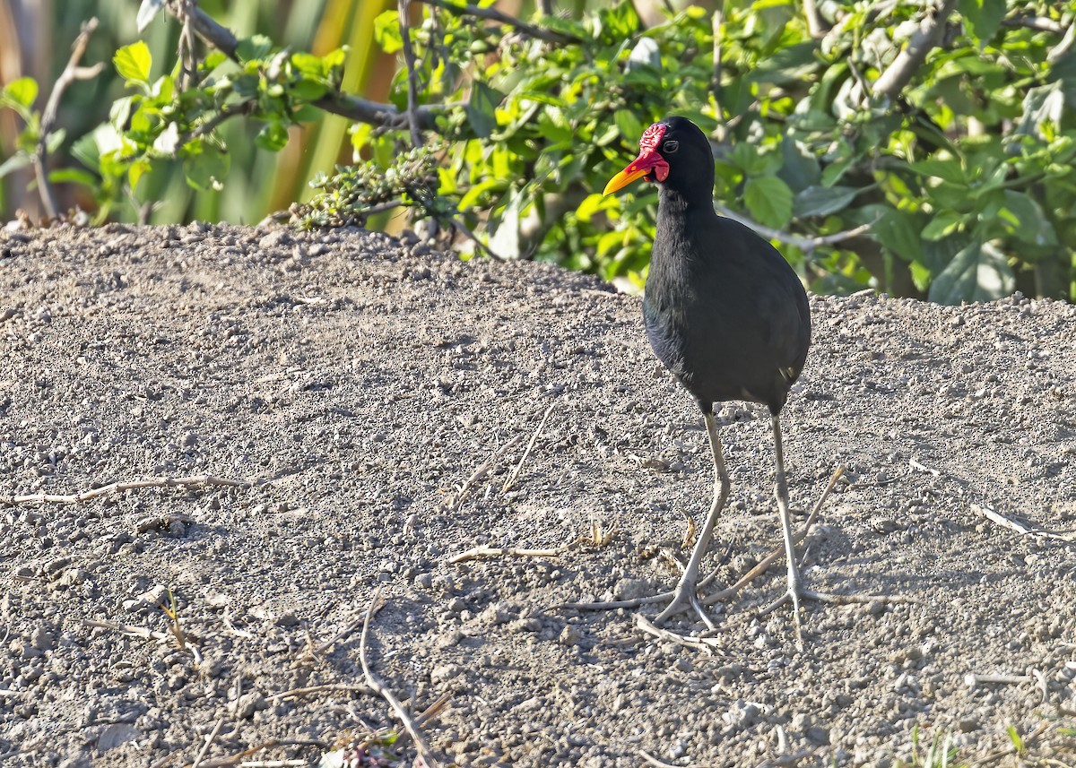 Wattled Jacana (Black-backed) - ML614563690