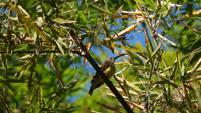 Little Spiderhunter - ML614563731