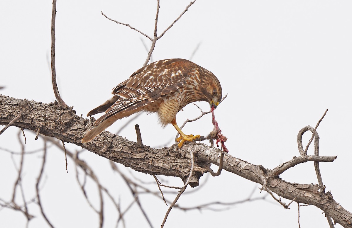 Red-shouldered Hawk - ML614563733