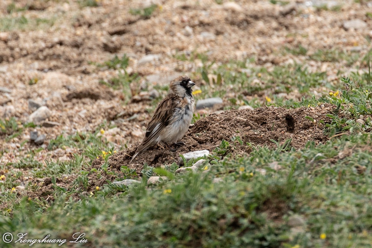 Pere David's Snowfinch - ML614563735