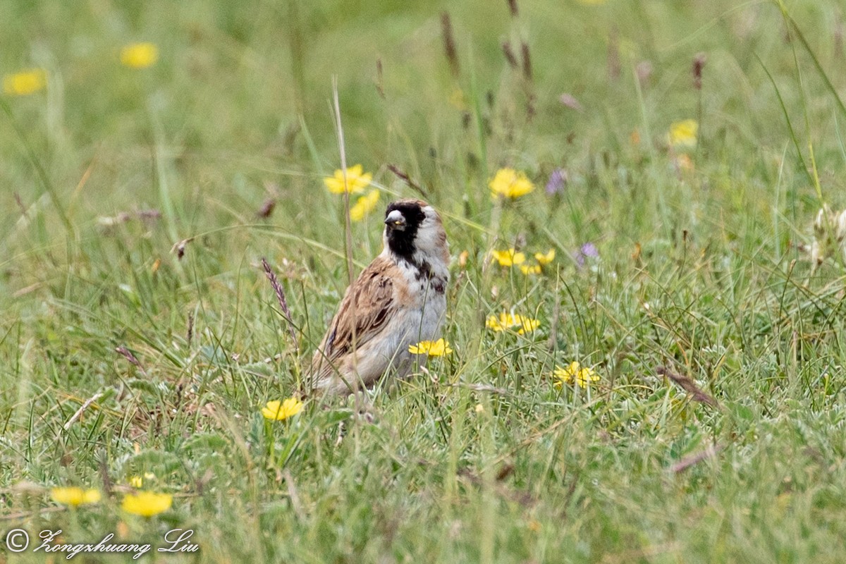 Pere David's Snowfinch - ML614563736