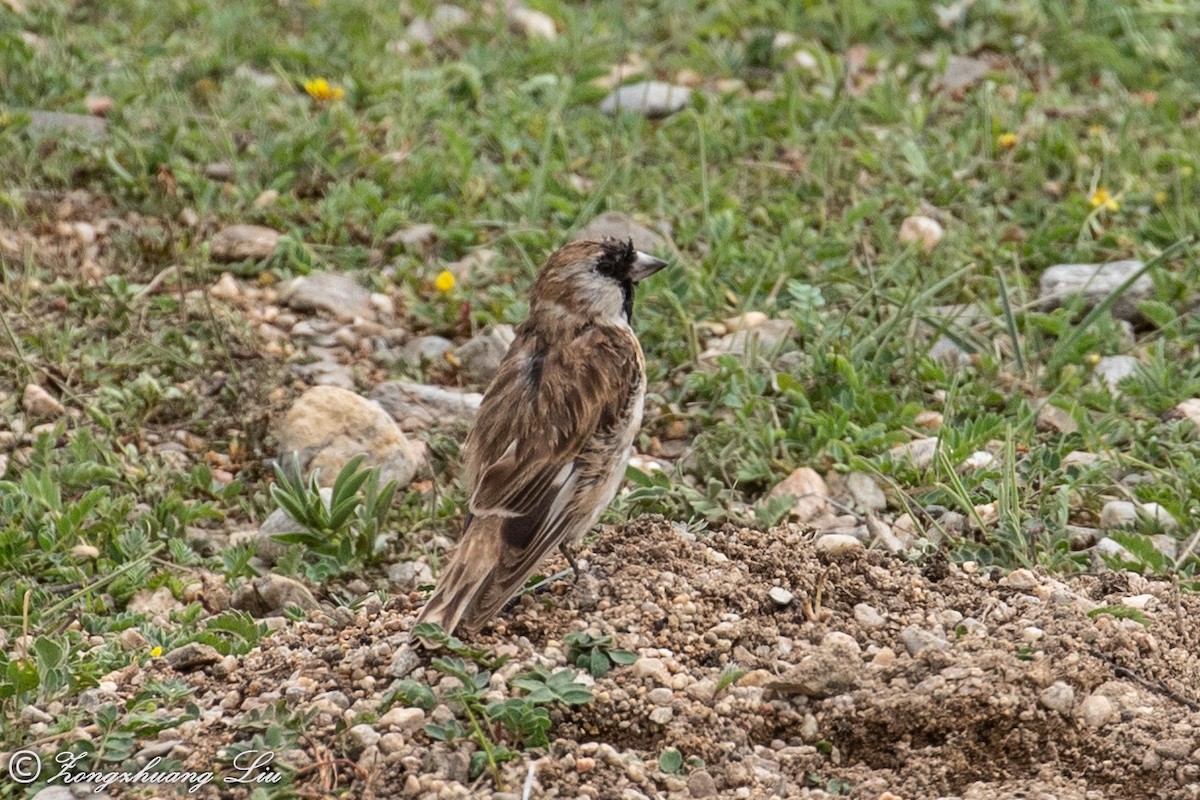 Pere David's Snowfinch - ML614563737