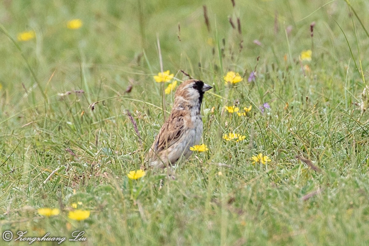 Pere David's Snowfinch - ML614563738