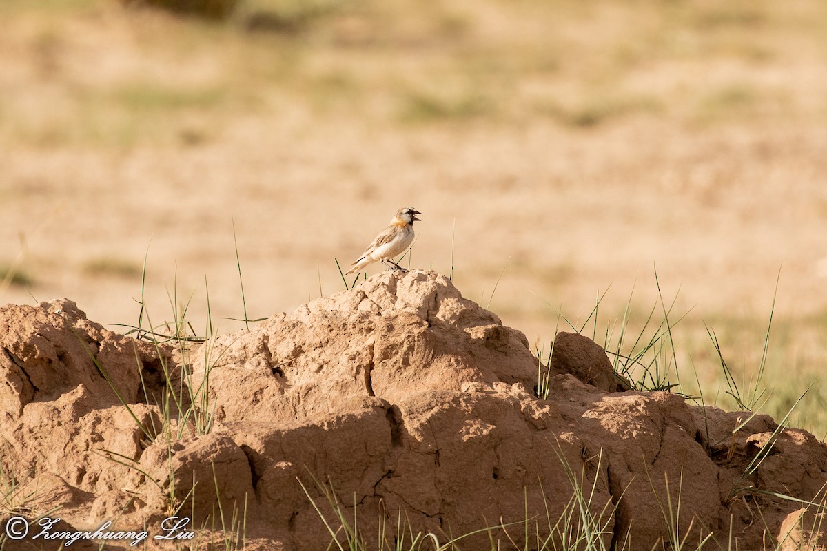 Blanford's Snowfinch - ML614563751