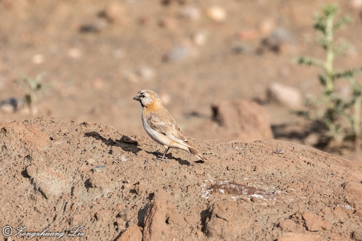 Blanford's Snowfinch - ML614563752