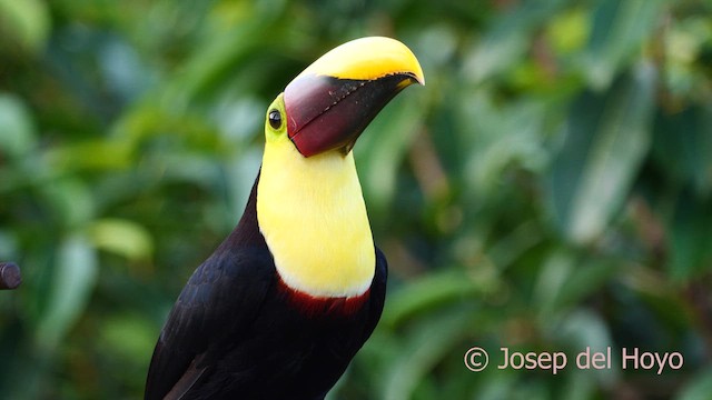 Yellow-throated Toucan - ML614563774