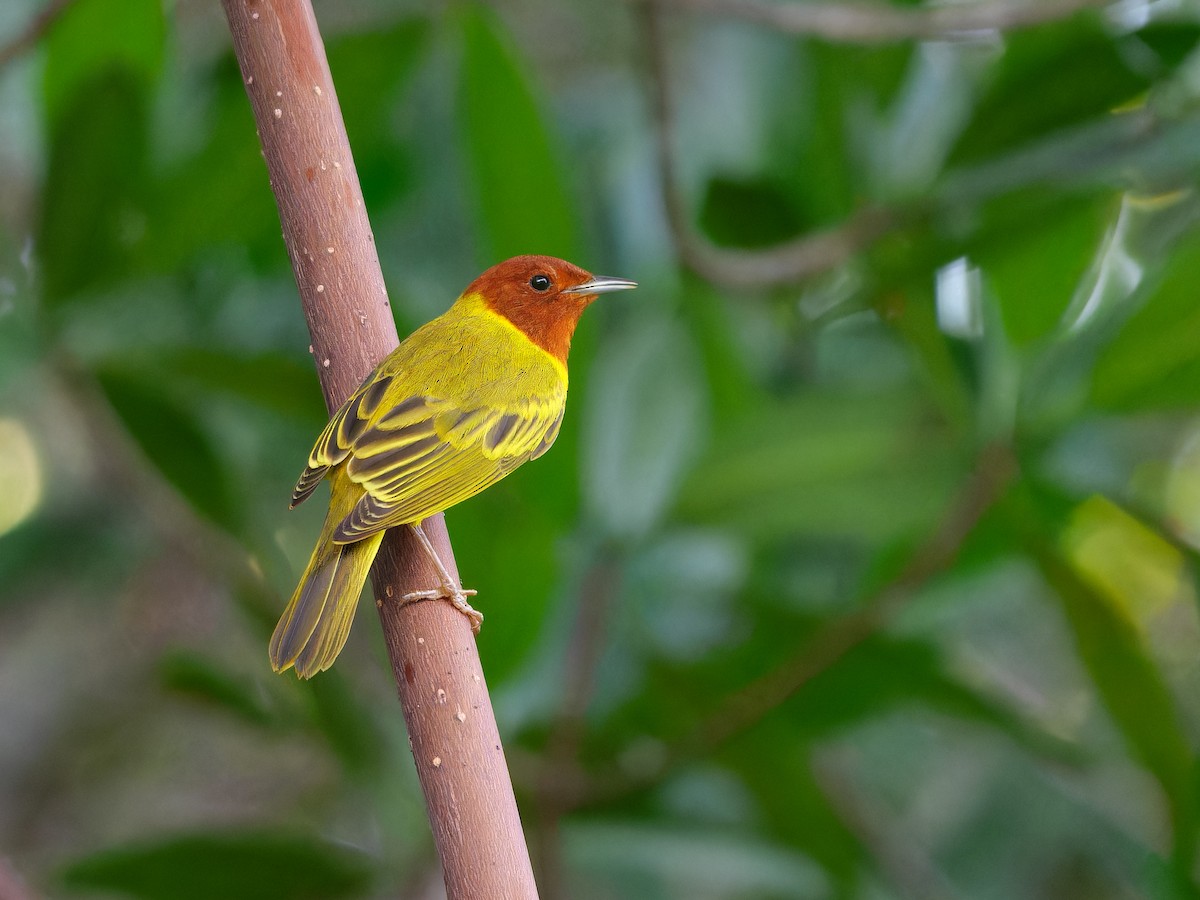 Mangrove Yellow Warbler (Mexican) - Carl Bendorf