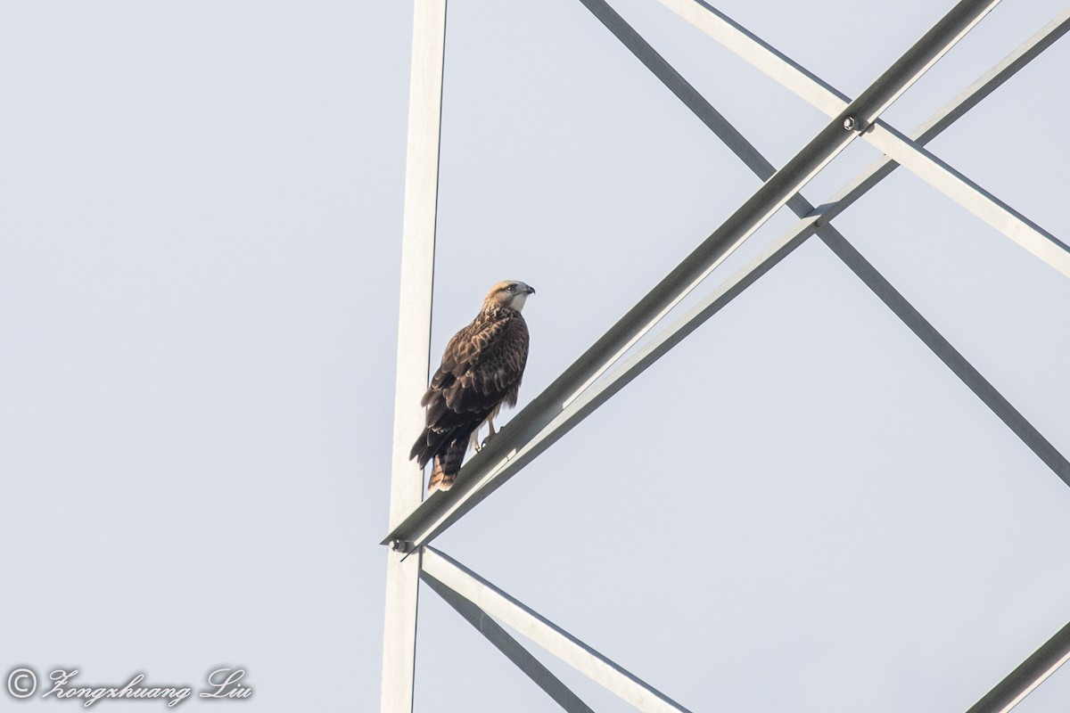 Upland Buzzard - ML614563845