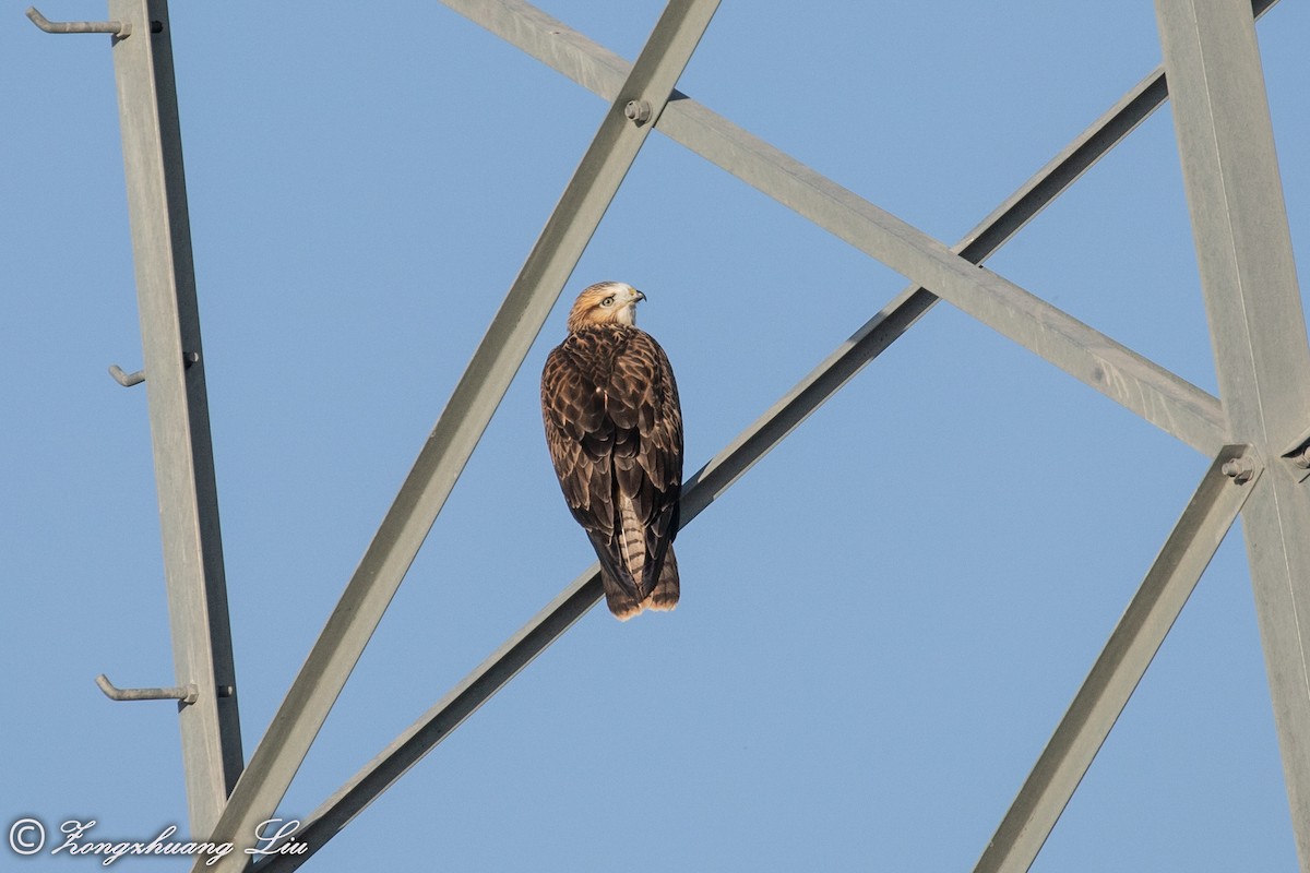 Upland Buzzard - ML614563846