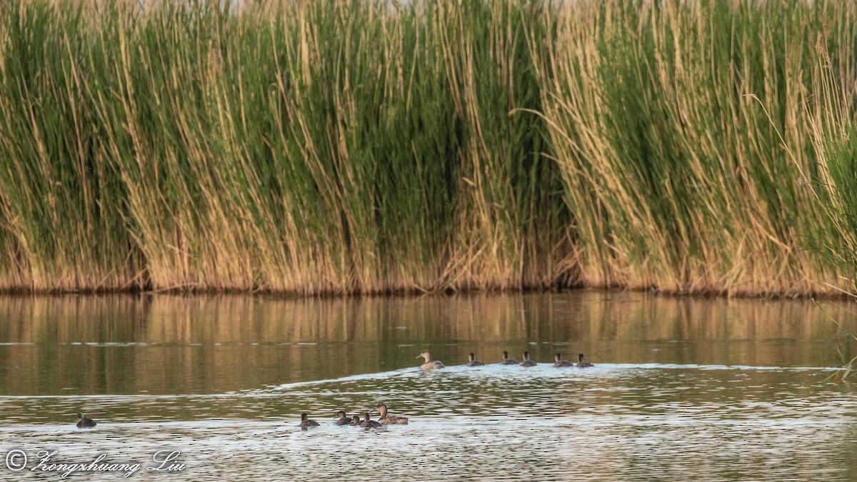 Red-crested Pochard - ML614563854