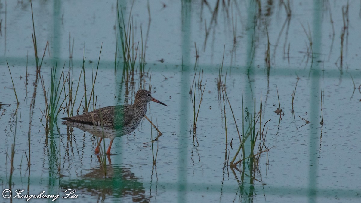 Common Redshank - ML614563874