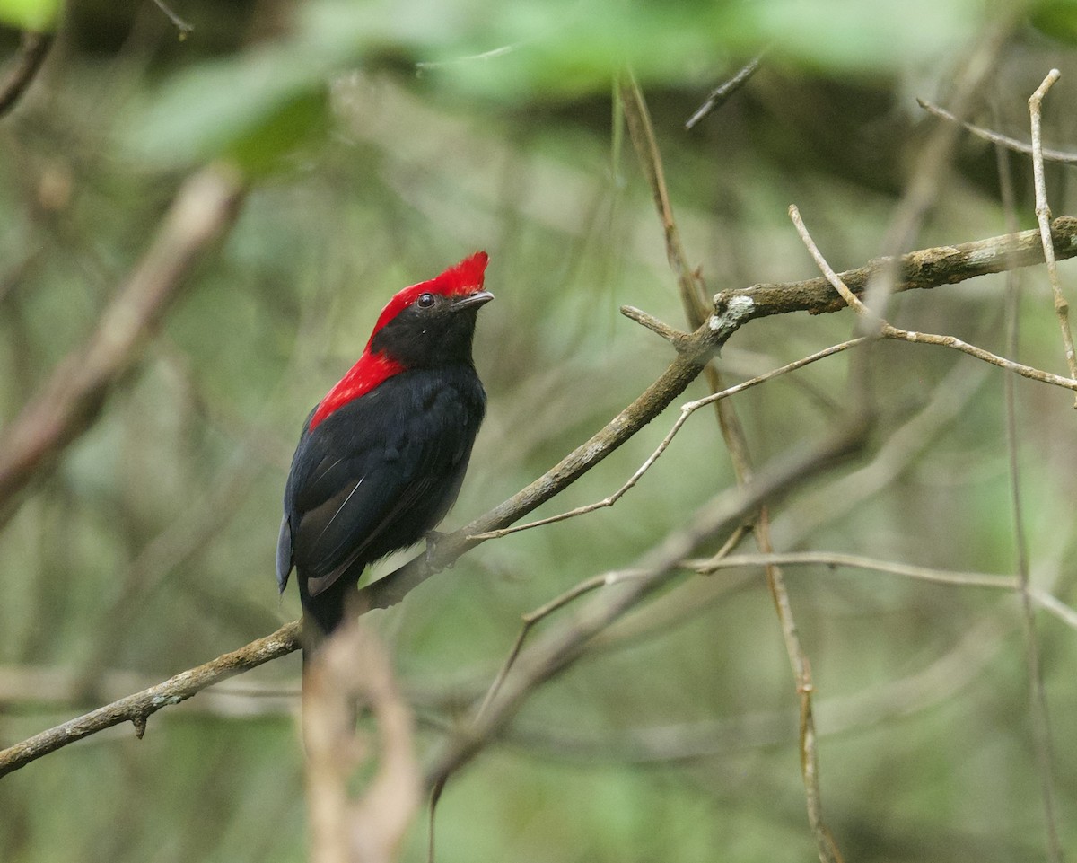 Helmeted Manakin - ML614563911