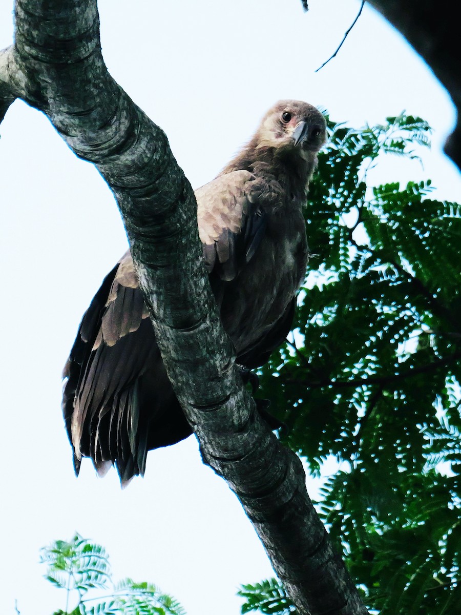 Águila Volatinera - ML614563960