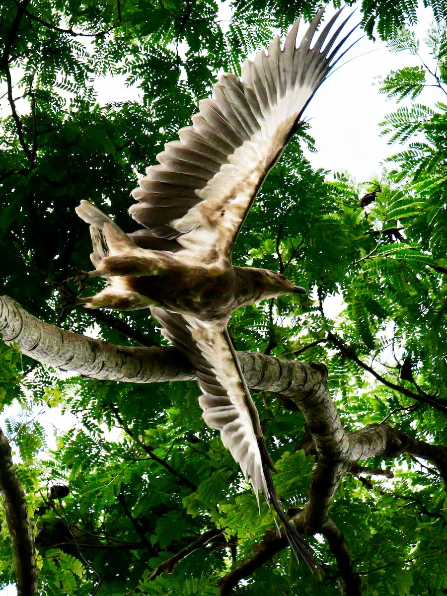 Bateleur - Valerie Gebert