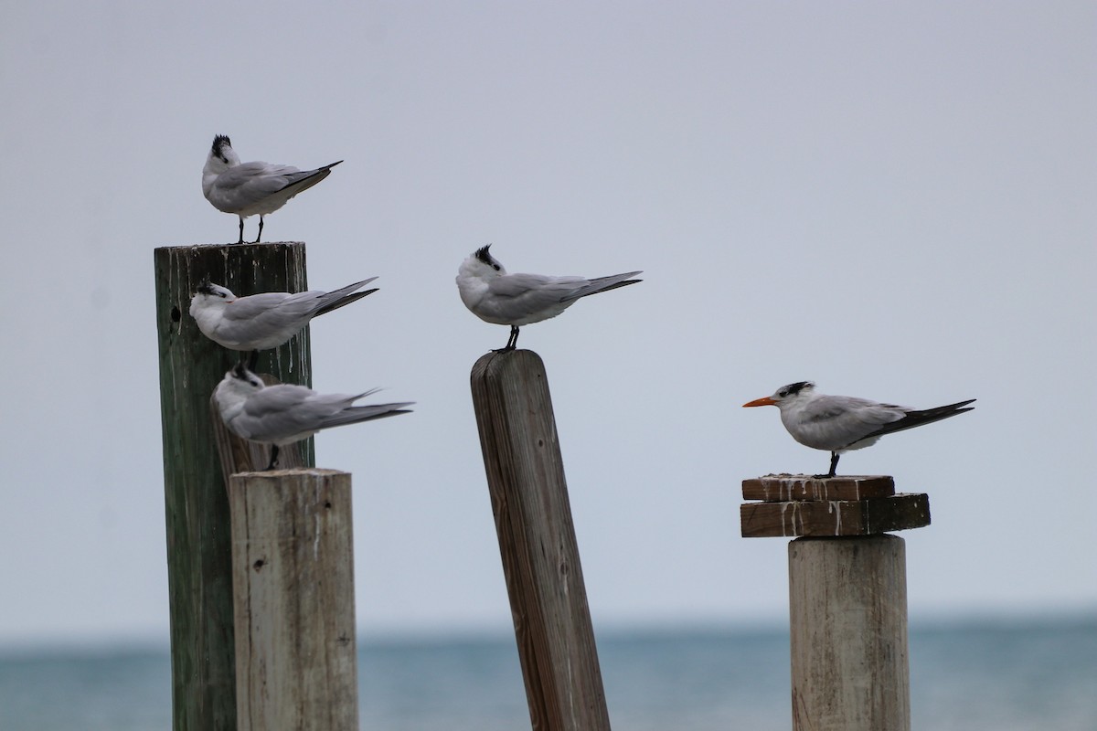 Royal Tern - ML614564139