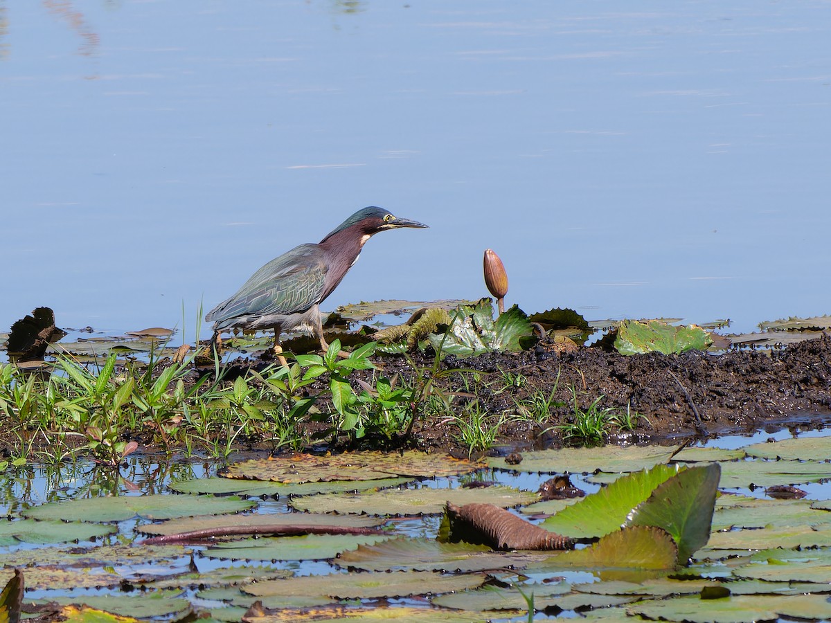 Green Heron - Carl Bendorf