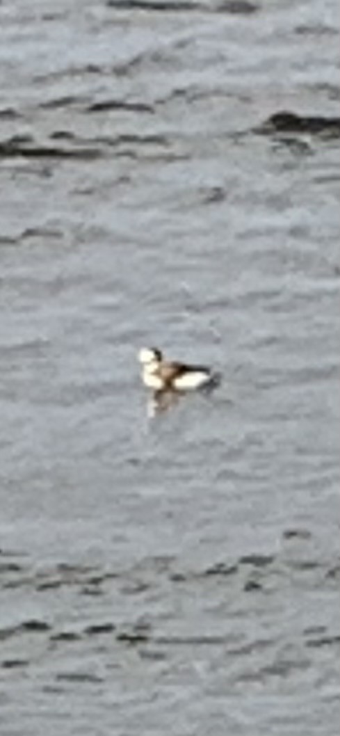 Long-tailed Duck - ML614564258