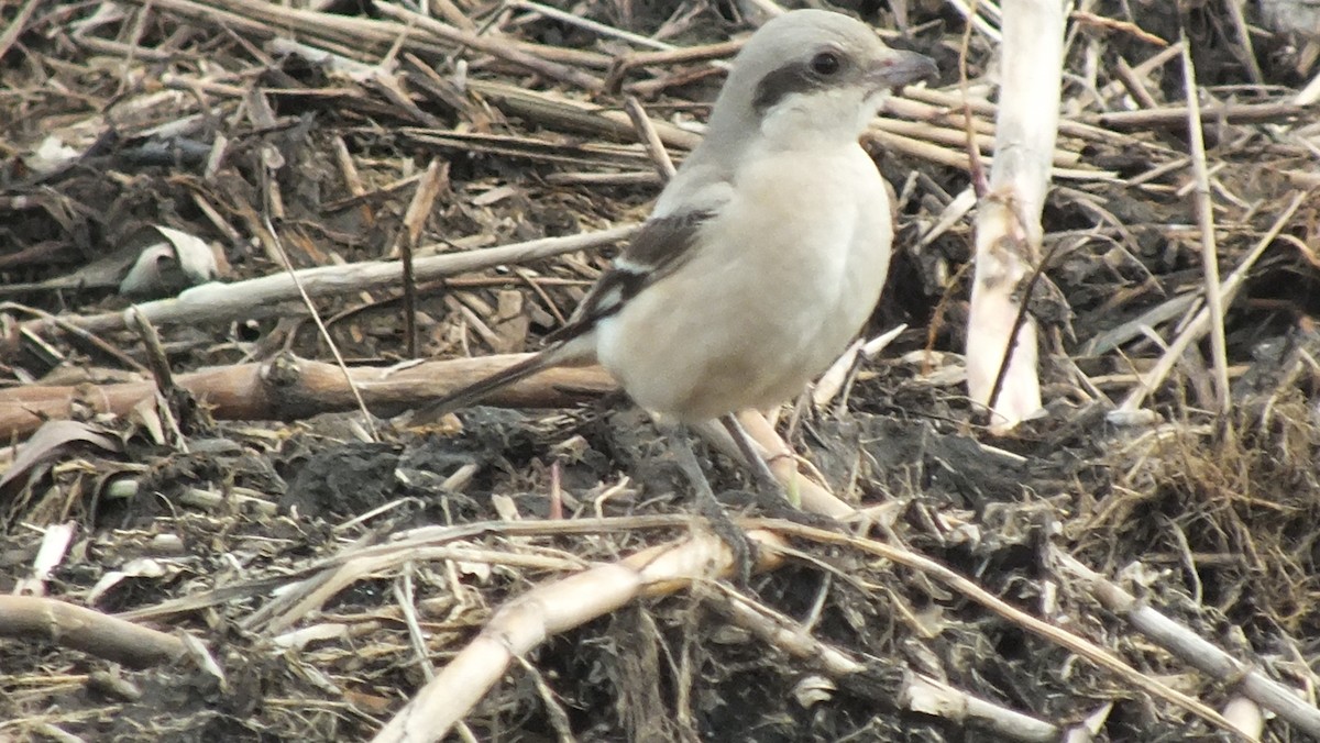 Great Gray Shrike - ML614564286