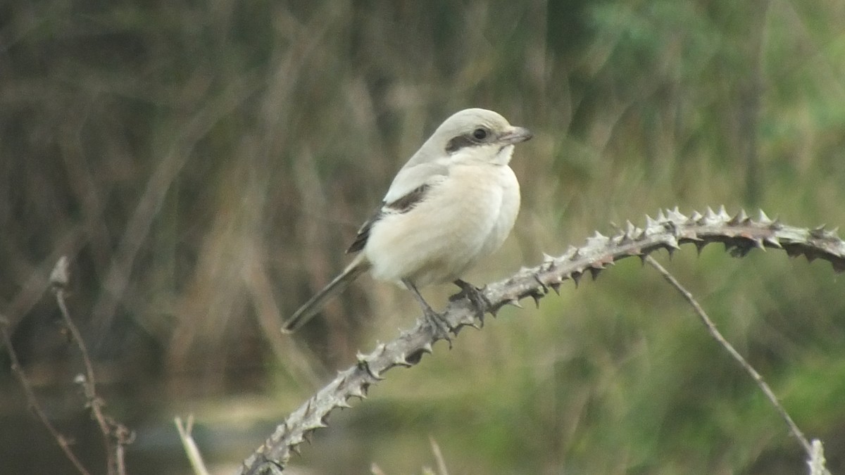 Great Gray Shrike - ML614564287