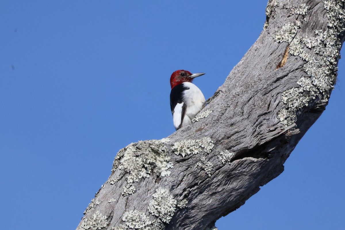 Red-headed Woodpecker - ML614564340
