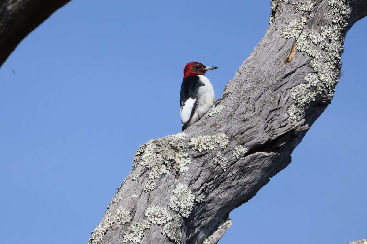 Red-headed Woodpecker - Julia Nadeau Gneckow