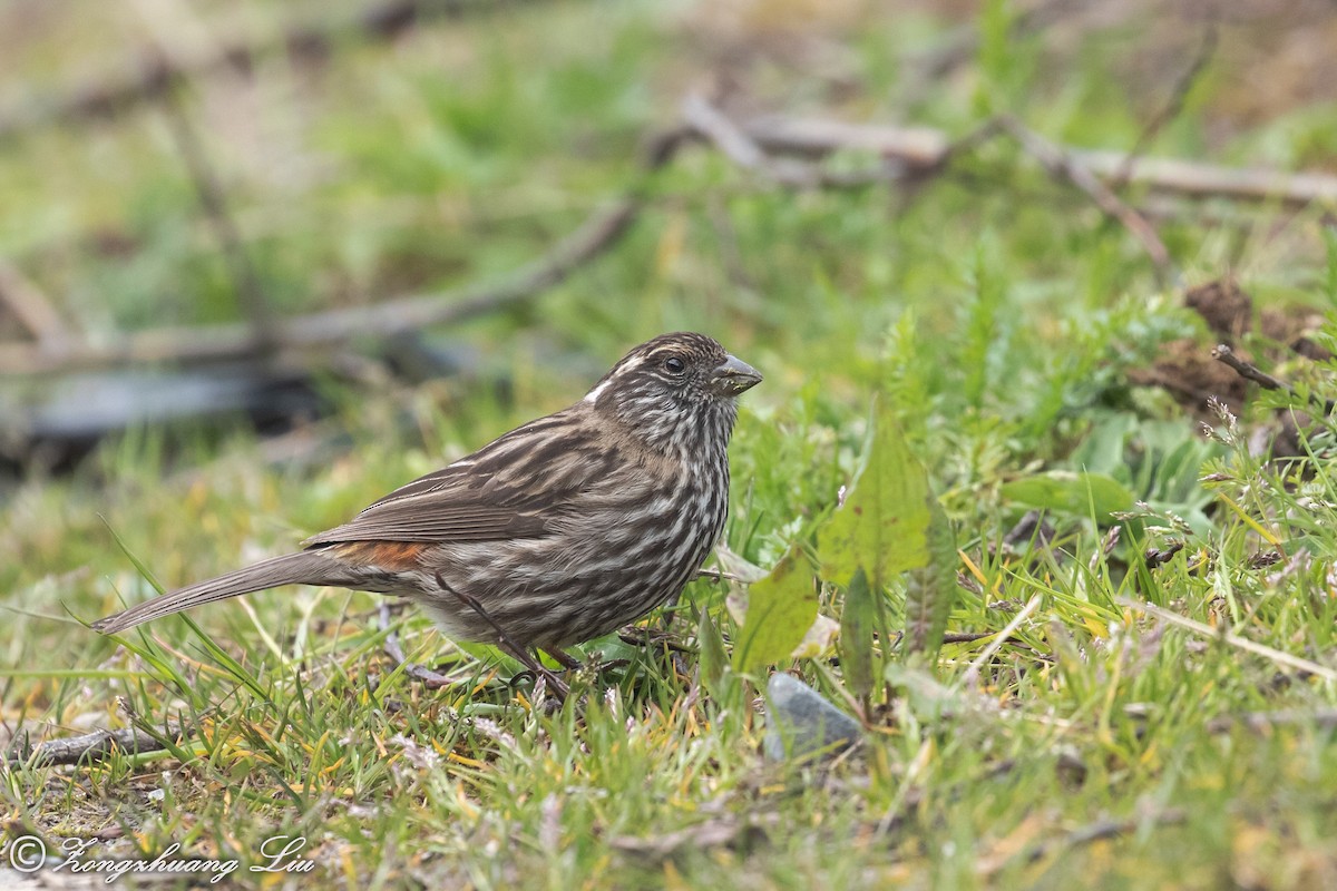 Chinese White-browed Rosefinch - ML614564351