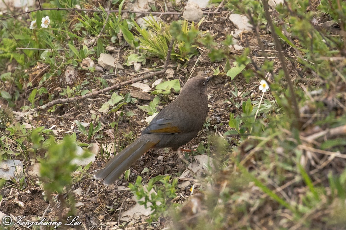 Elliot's Laughingthrush - Zongzhuang Liu