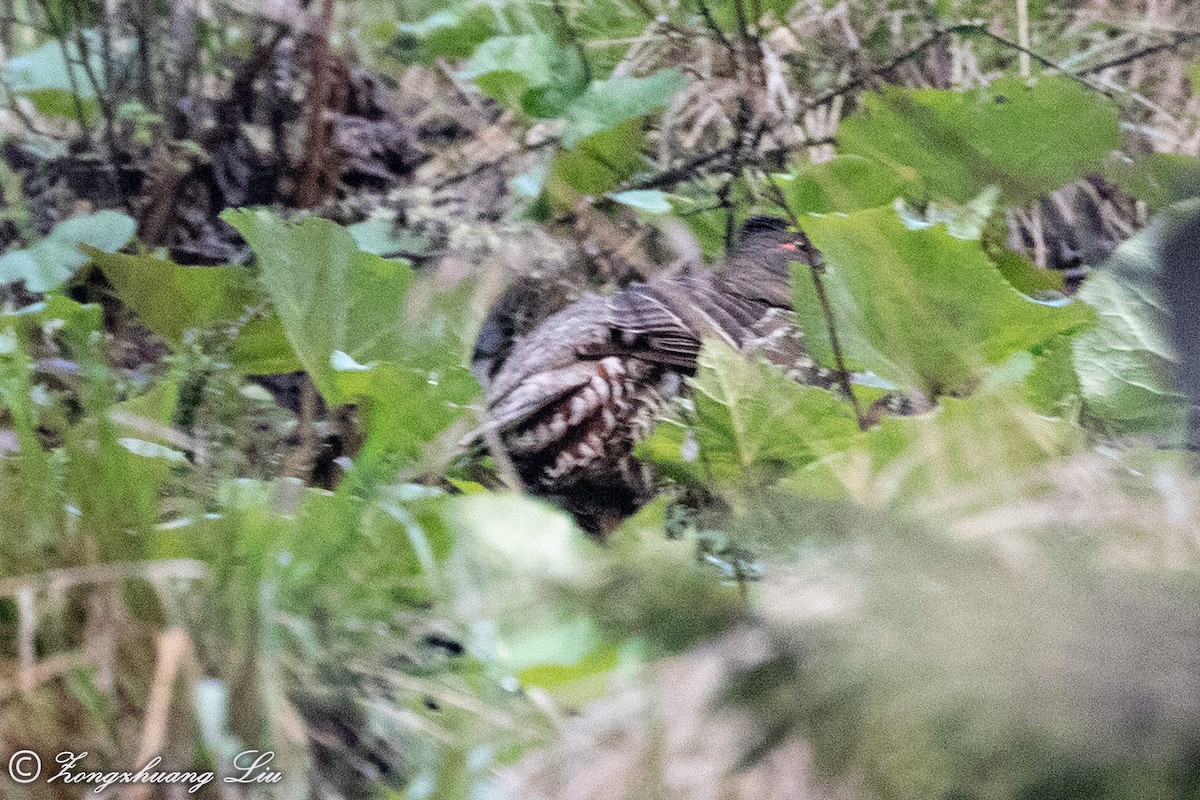 Chestnut-throated Monal-Partridge - ML614564397