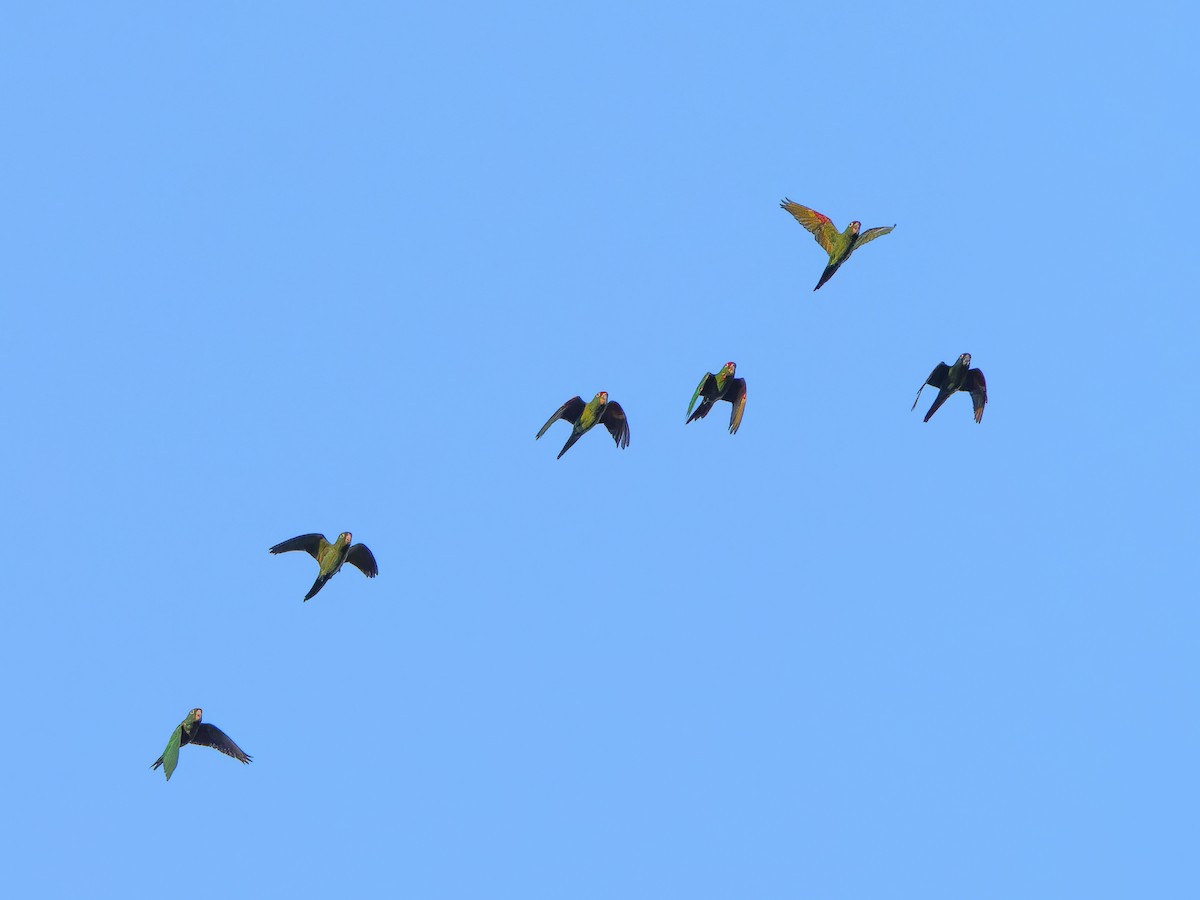 White-fronted Parrot - Carl Bendorf