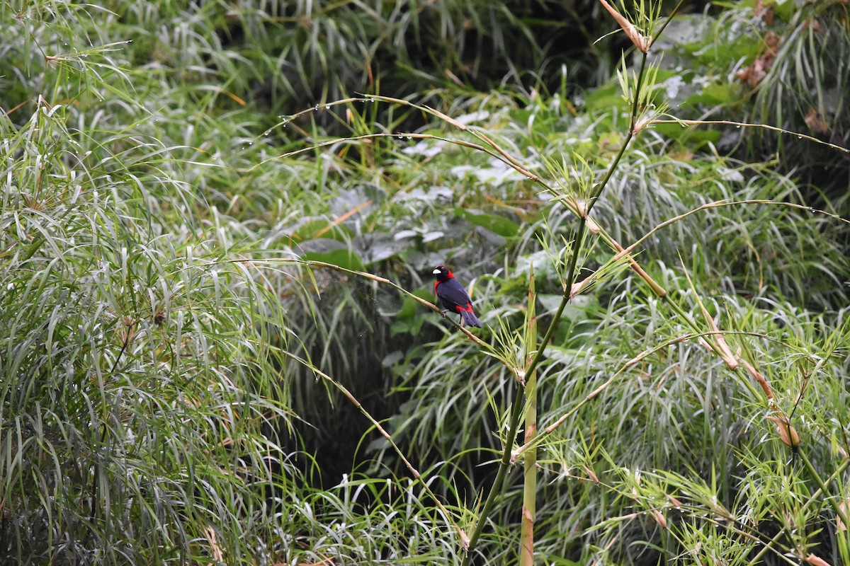 Crimson-collared Tanager - ML614564509