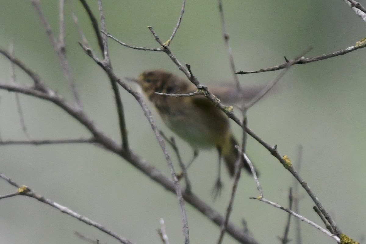 Eurasian Siskin - ML614564585