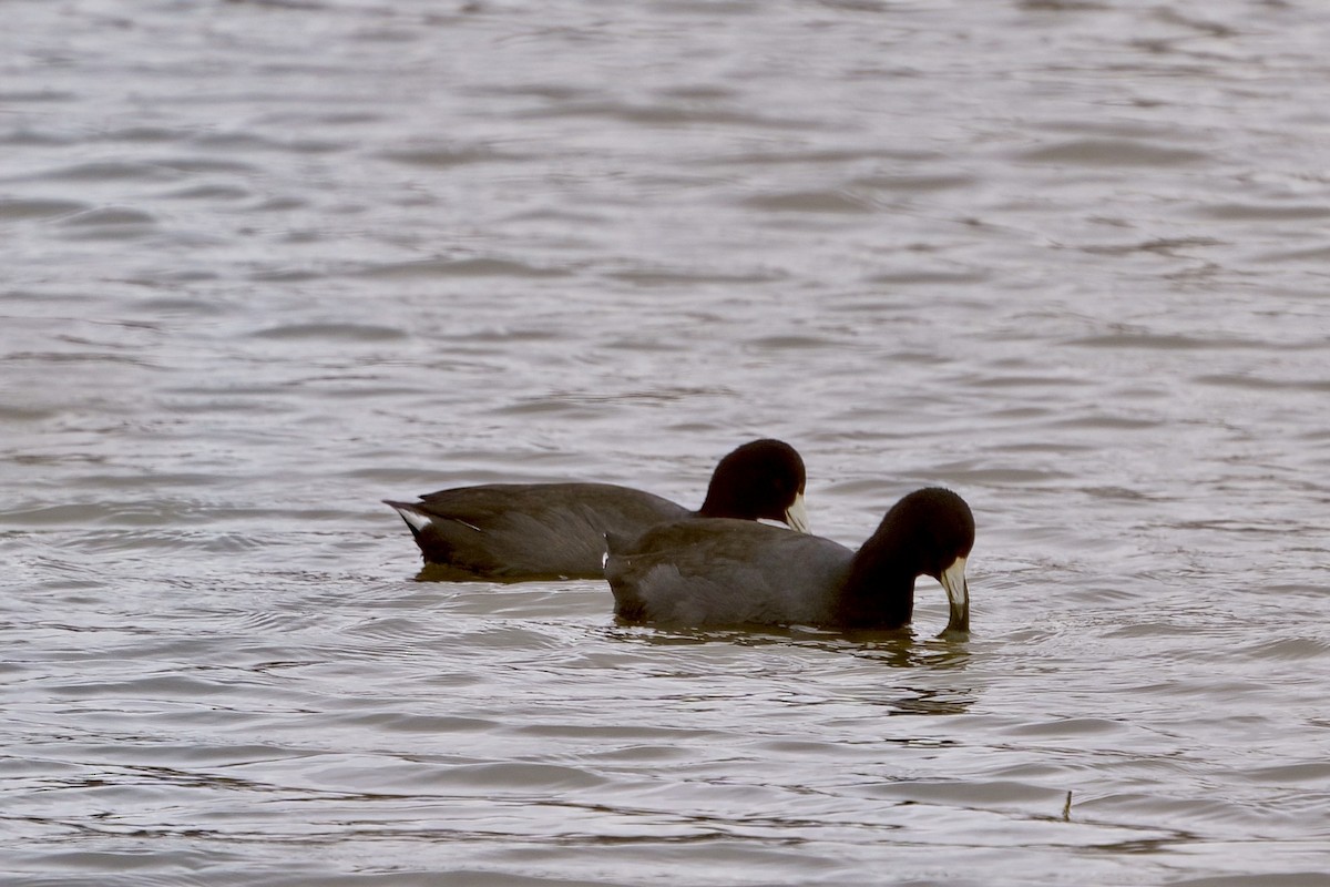 American Coot - ML614564609