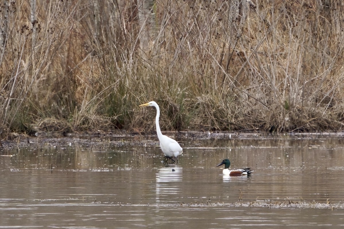 Great Egret - Mitchell Dart