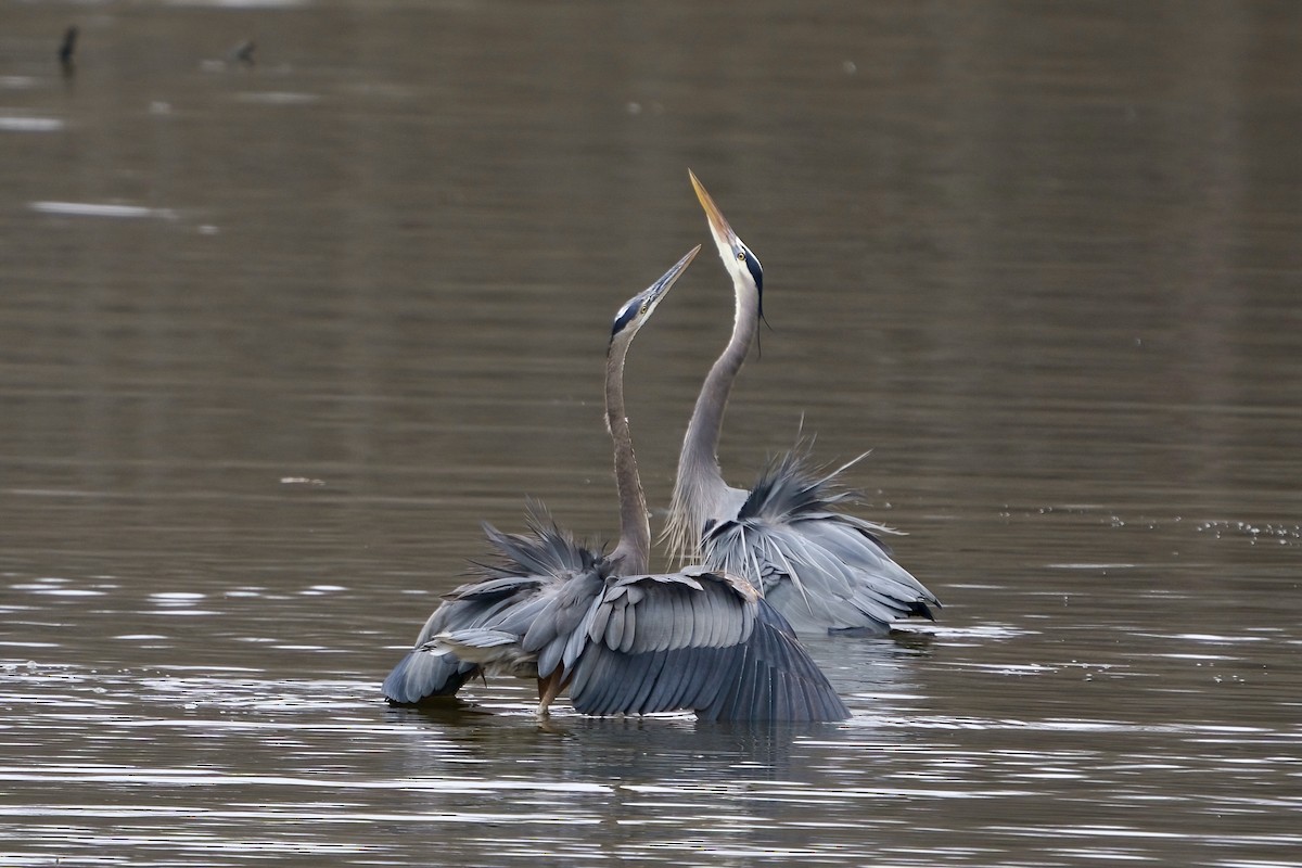 Great Blue Heron - ML614564618