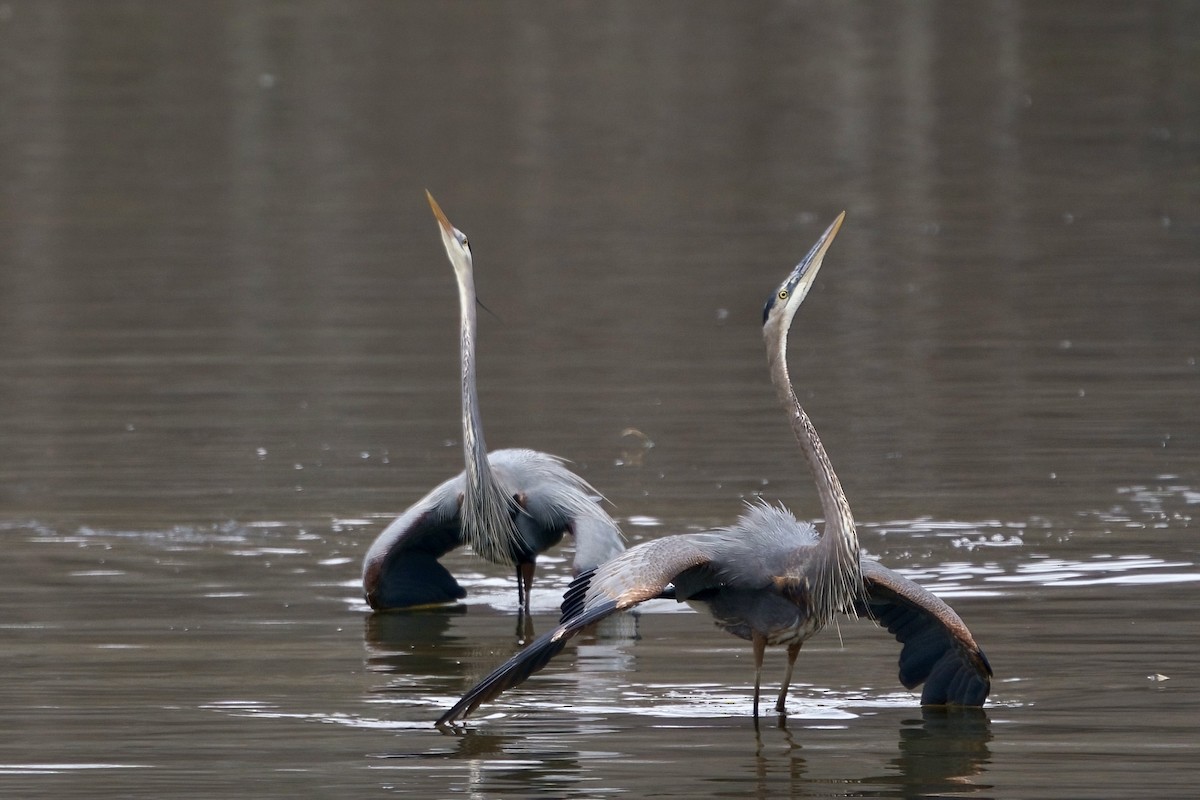 Great Blue Heron - ML614564619