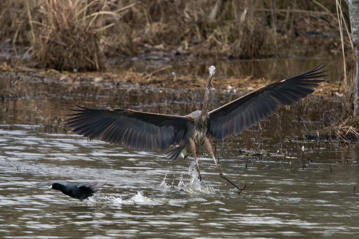 Great Blue Heron - Mitchell Dart