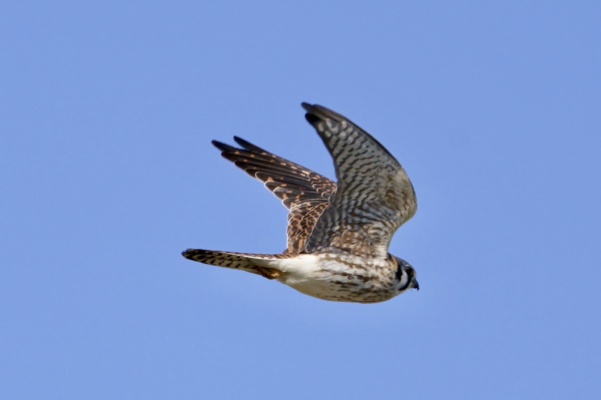 American Kestrel - ML614564645