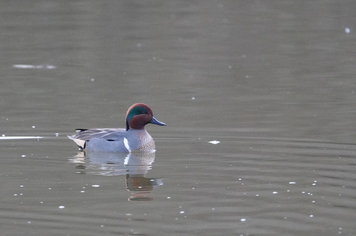 Green-winged Teal - ML614564727