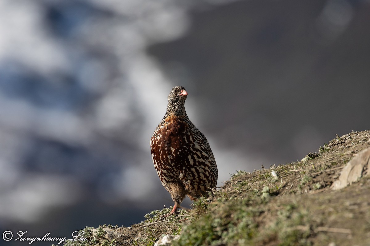 Snow Partridge - Zongzhuang Liu