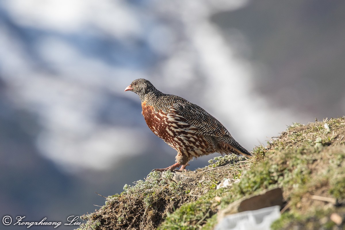 Snow Partridge - ML614564757