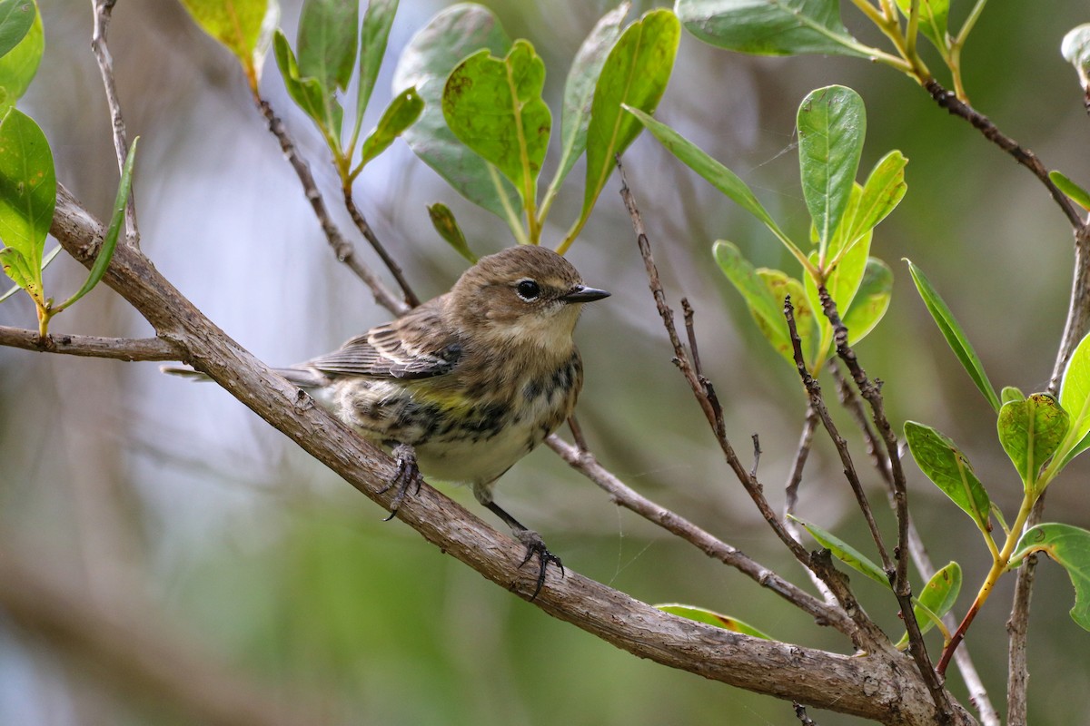 Yellow-rumped Warbler - ML614564762