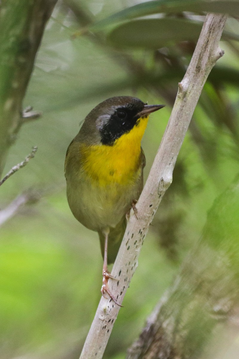 Common Yellowthroat - ML614564772