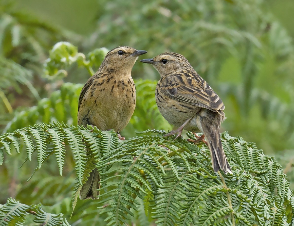 Nilgiri Pipit - ML614564775