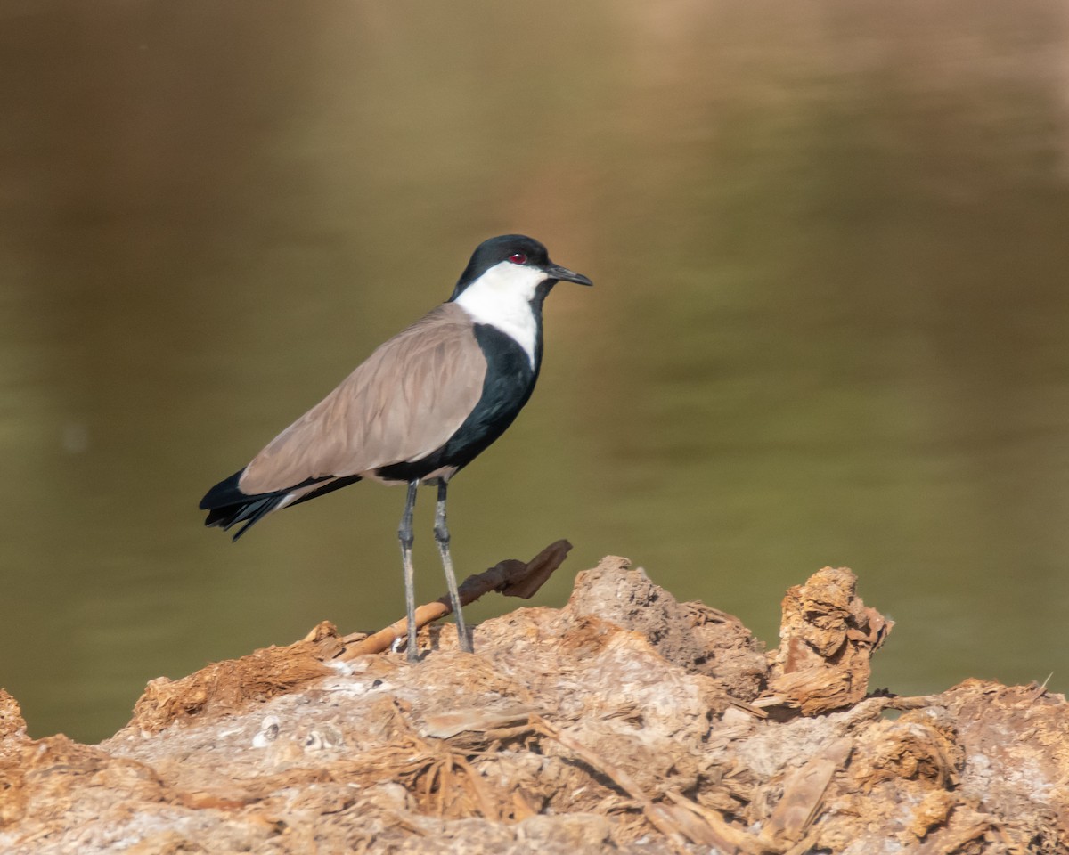 Spur-winged Lapwing - ML614564776
