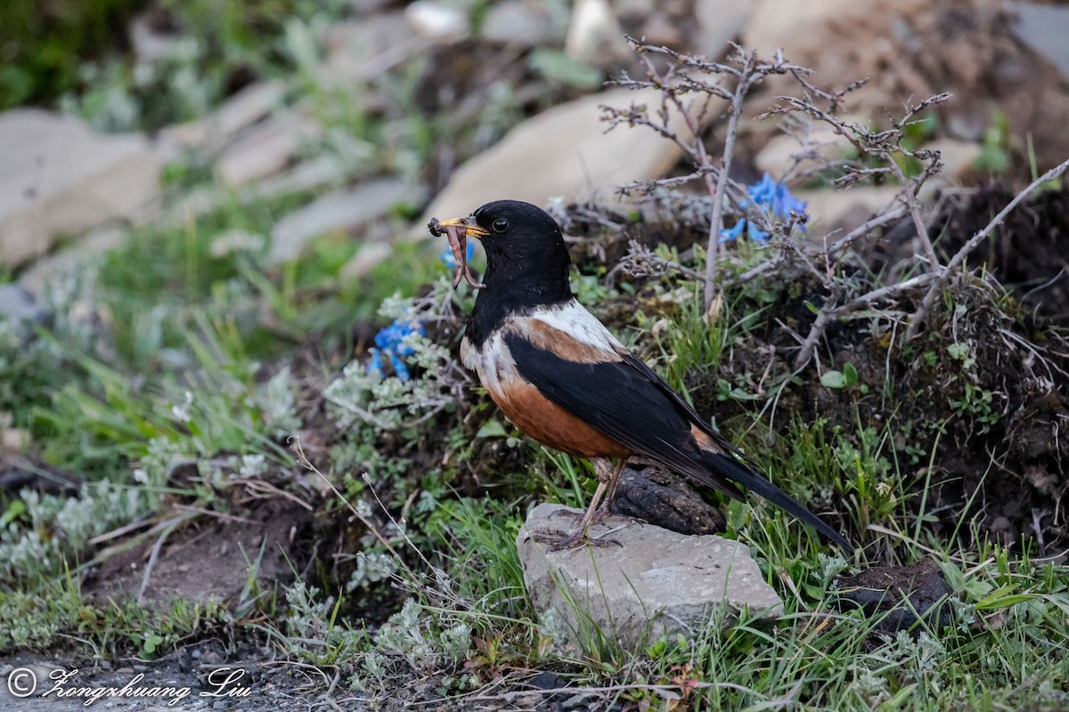 White-backed Thrush - ML614564804