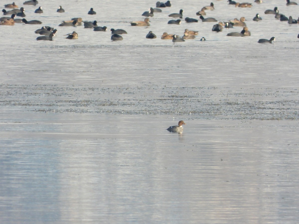 עבראש ירוק - ML614564854