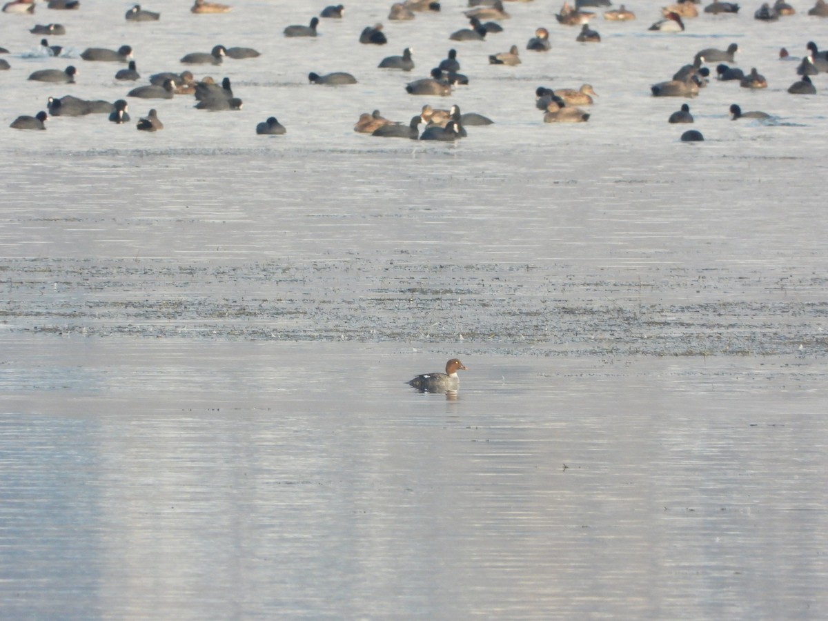 עבראש ירוק - ML614564855