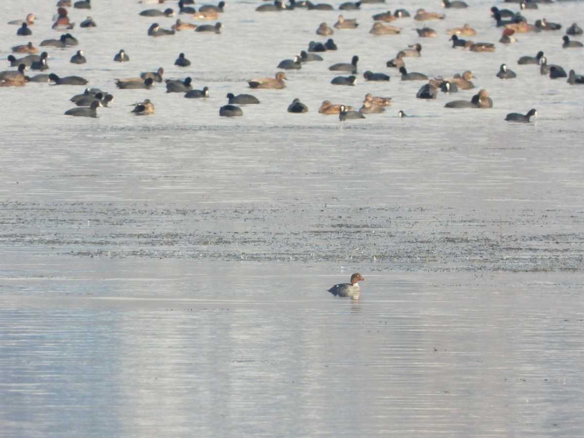 עבראש ירוק - ML614564856